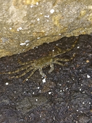 Grapsus grapsus