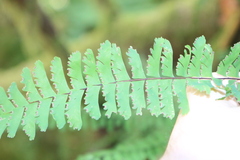 Adiantum aleuticum