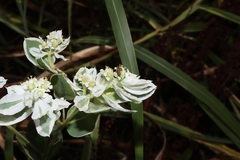 Euphorbia marginata
