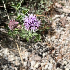 Monardella odoratissima