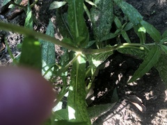Eclipta prostrata