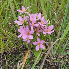 Sabatia angularis
