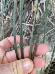 Xanthorrhoea macronema