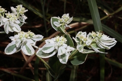 Euphorbia marginata