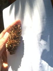 Picea sitchensis