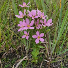 Sabatia angularis