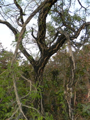 Enterolobium