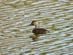 Tachybaptus dominicus