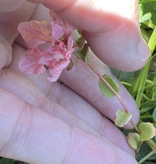 Clarkia
