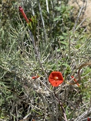 Ipomoea cristulata
