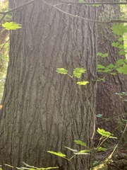 Picea sitchensis