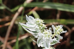 Euphorbia marginata