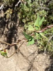 Ipomoea cristulata