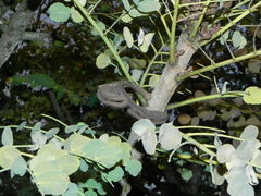 Stryphnodendron adstringens