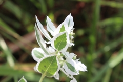 Euphorbia marginata