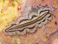 Pseudobiceros gratus