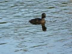 Tachybaptus dominicus