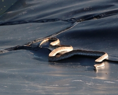 Pituophis catenifer affinis