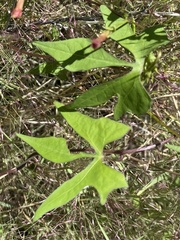Ipomoea cristulata