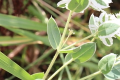 Euphorbia marginata