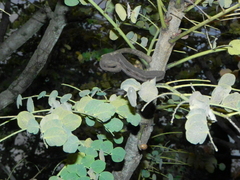 Stryphnodendron adstringens