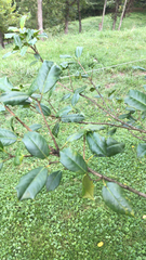 Ilex opaca