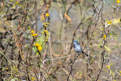 Polioptila dumicola