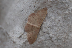 Idaea eugeniata