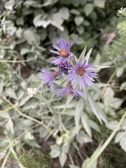 Canadanthus modestus