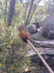 Xanthorrhoea macronema