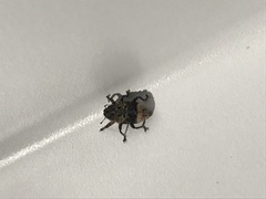 Cryptorhynchus lapathi