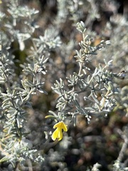 Aspalathus pedunculata