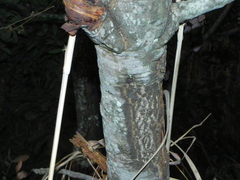 Stryphnodendron adstringens