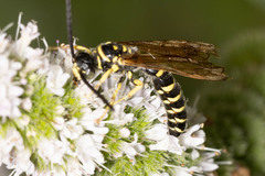 Myzinum quinquecinctum