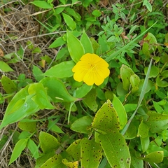 Oenothera pilosella