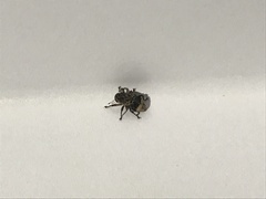 Cryptorhynchus lapathi