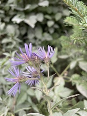 Canadanthus modestus