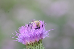 Bombus bimaculatus