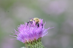 Bombus bimaculatus