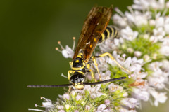 Myzinum quinquecinctum