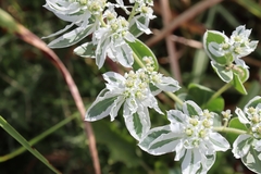Euphorbia marginata