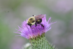 Bombus bimaculatus