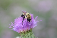 Bombus bimaculatus