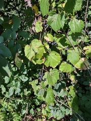 Vitis