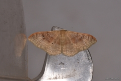 Idaea degeneraria