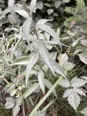 Canadanthus modestus
