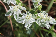 Euphorbia marginata