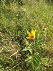 Helianthus pauciflorus
