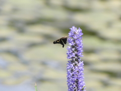 Chioides albofasciatus