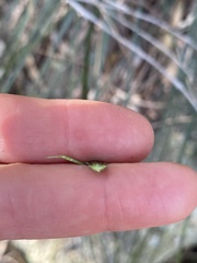 Xanthorrhoea macronema